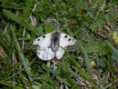 Parnassius mnemosyne (Schwarzer Apollo) / CH VS Mund, 23. 05. 2008