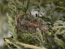 Eupithecia exiguata