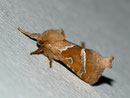 Triodia sylvina (Ampfer-Wurzelbohrer) / HEPIALIDAE (Wurzelbohrer)