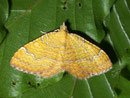 Camptogramma bilineata (Ockergelber Blattspanner) / GEOMETRIDAE/Larentiinae (Spanner)
