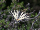 Iphiclides podalirius (Segelfalter) / Frankreich Clermant-Ferrand 600 m, 27. 04. 2010
