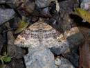Xanthorhoe spadicearia (Heller Rostfarben-Blattspanner) / GEOMETRIDAE/Larentiinae (Spanner)