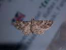 Gymnoscelis rufifasciata (Rotgebänderter Blütenspanner) / GEOMETRIDAE/Larentiinae (Spanner)