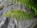 Dryopteris filix-mas (Wurmfarn) / Polipodiaceae