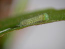 Lasiommata maera (Braunauge, junge Raupe) / CH BE Hasliberg 1050 m, 03. 09. 2014