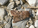 Orthosia gothica (Gothica Kätzcheneule) / CH VD Rougemont La Manche 1300 m, 01. 04. 2014