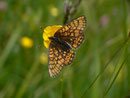 Euphydryas aurinia aurinia (Skabiosen-Scheckenfalter, Weibchen) / CH OW Giswil Usser Allmend 483 m, 20. 05. 2014