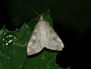 Udea elutalis / CRAMBIDAE/Spilomelinae (Zünsler)