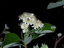 Sorbus mougeotii (Melhlbeerbaum) / Rosaceae