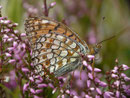 Argynnis niobe (Stiefmütterchen-Perlmuttfalter) / CH TI Serravalle Dagro, Alpe di Prou 2000 m, 27. 07. 2017