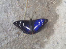 Apatura iris (Grosser Schillerfalter, Mäünnchen) / NYMPHALIDAE/Apaturinae (Edelfalter)
