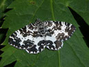 Rheumaptera hastata (Grosser Speerspanner) / GEOMETRIDAE/Larentiinae (Spanner)