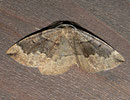 Pungeleria capreolaria (Brauner Nadelwaldspannre) / GEOMETRIDAE/Ennominae (Spanner)