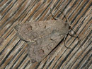 Ammoconia caecimaula (Graubraune Frühherbsteule) / NOCTUIDAE (Eulen)