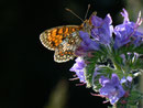 Melitaea athalia (Wachtelweizen-Scheckenfalter, Zuchtfalter aus obiger Raupe) / CH BE Hasliberg 1150 m, 25. 06. 2015