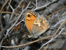 Coenonympha thyrsis (Kretischer Heufalter) / NYMPHALIDAE/Coenonymphini (Edelfalter)
