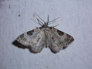 Perizoma blandiata (Augentrost-Kapselspanner) / GEOMETRIDAE/Larentiinae (Spanner)