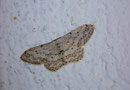 Idaea seriata (Grauer Zwergspanner) / GEOMETRIDAE/Sterrhinae (Spanner)