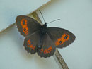 Erebia euryale adyte (Weibchen) / CH UR Meiental Färnigen Schwandi 1566 m, 22. 07. 2013
