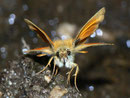 Thymelicus sylvestris (Braunkolbiger Braundickkopffalter) / HESPERIIDAE (Dickkopffalter)