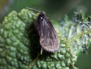 Epichnopterix alpina  / PSYCHIDAE (Sackträger)