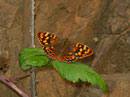 Pararge xiphioides (Kanaren-Waldbrettspiel, Kan. Inseln, Weibchen) / NYMPHALIDAE/Satyrinae (Edelfalter)