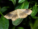 Idaea aversata (Doppellinien-Zwergspanner) / GEOMETRIDAE/Sterrhinae (Spanner)