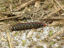 Hyles euphorbiae (Wolfsmilchschwärmer) / CH UR Attinghausen, Tritt (zum Surenenpass ab Engelberg) 1434 m 