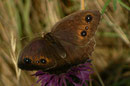 Satyrus ferula (Südlicher Waldportier, Weibchen) / NYMPHALIDAE/Satyrinae (Edelfalter)