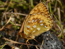 Argynnis aglaja (Grosser Perlmuttfalter) / CH UR Meiental Gitzichrummenflue 1613 m, 13. 07. 2017