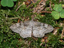 Alcis repandata (Braunmarmorierter Baumspanner) / CH UR Brunnital 1100 m, 15. 07. 2013