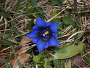 Gentiana accaulis (Koch'scher Enzian) / Gentianaceae