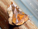Selenia tetralunaria (Violettbrauner Mondfleckspanner) / GEOMETRIDAE/Ennominae (Spanner)