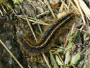 Malacosoma alpicola (Alpiner Ringelspinner) / CH UR Urserental bei Realp 1500 m, 29. 06. 2012