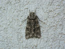 Acronicta rumicis (Ampfer-Rindeneule) / CH BE Hasliberg 1050 m, 01. 06. 2014