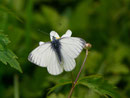 Pieris napi (Grünaderweissling, Männchen) / CH FR Val-de-Charmey Breccaschlund Unter Rippa 1400 m, 24. 05. 2018 (1. Generation)