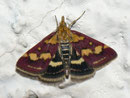 Pyrausta purpuralis