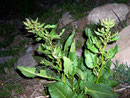 Rumex acetosa