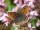 Lycaena tityrus (Brauner Feuerfalter, Weibchen) / CH BE Hasliberg 1050 m, 04. 08. 2011