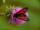 Zygena osterodensis (Nördliches Platterbsen-Widderchen) / CH BE Hasliberg 1180 m, 18. 06. 2018