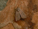 Mythimna albipuncta (Weisspunkt-Graseule) / NOCTUIDAE/Hadeninae (Eulen)