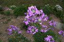 Hesperis matronalis (Nachtviole) / Brassicaceae