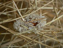 Eupithecia extraversaria