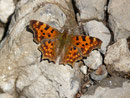 Polygonia c-album (C-Falter) / CH BE Lauterbrunnen Isenflue Sulsseewli Lobhornhütte 1725 m, 01. 08. 2017