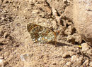 Melitaea phoebe (Flockenblumen-Scheckenfalter, unten links Melitaea didyma) / CH VS Rosswald Fleschbode 2050 m, 25. 07. 2008