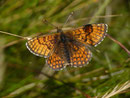 Melitaea varia (Alpen-Scheckenfalter, Männchen) / CH VS Törbel Törbeltälli 2300 m, 08. 08. 2016