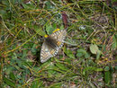 Boloria napaea (Ähnlicher Perlmuttfalter, Weibchen) / CH/Italien Passo San Giacomo 2250 m, 10. 08. 2008