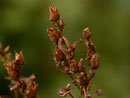 Aplocera praeformata (Johanniskrautspanner)