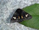 Coranarta cordigera (Moor-Bunteule) / NOCTUIDAE/Hadenidae (Eulen)