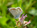 Aricia agestis (Kleiner Sonnenröschen-Bläuling) / CH BE Hasliberg 1050 m, 02. 09. 2024